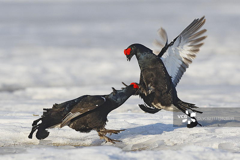 正在打斗的黑雷鸟（雄性）- 瑞典图片素材