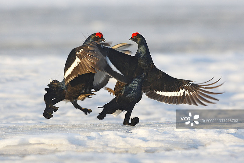 正在打斗的黑雷鸟（雄性）- 瑞典图片素材