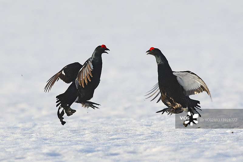 瑞典雪地里争斗的黑琴鸡图片素材