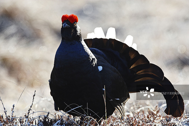 瑞典地面上的雄性黑琴鸡求偶图片素材