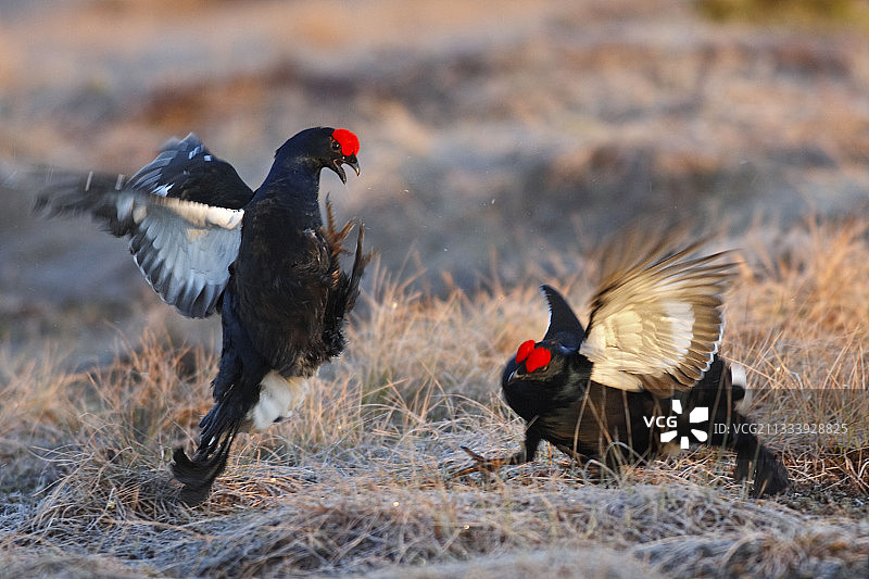 瑞典地面上争斗的雄性黑雷鸟图片素材