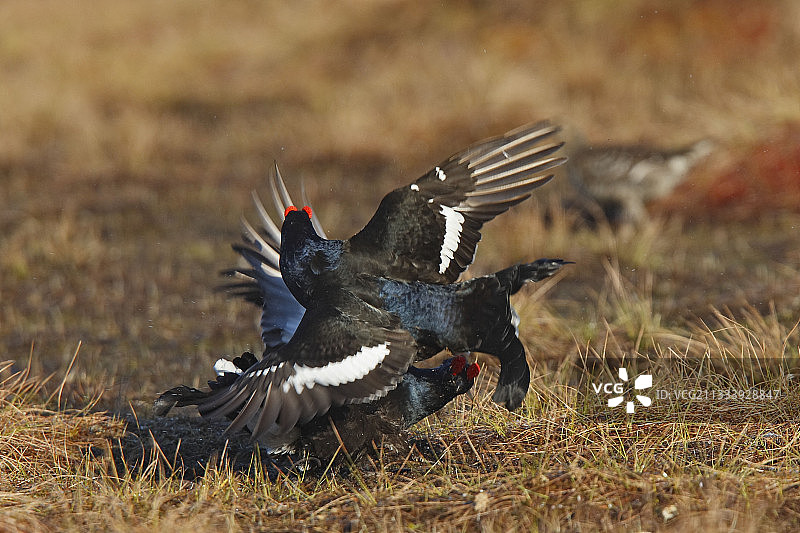瑞典地面上争斗的雄性黑雷鸟图片素材