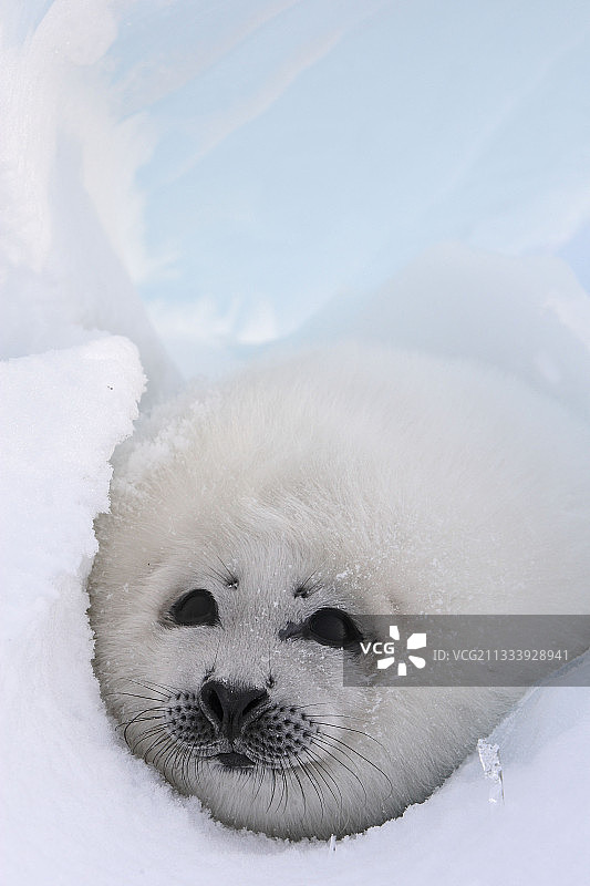 魁北克省马德莱娜群岛冰上的白外套图片素材