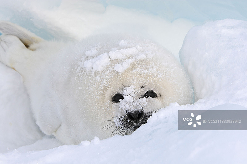 魁北克省马德莱娜群岛冰上的白外套图片素材