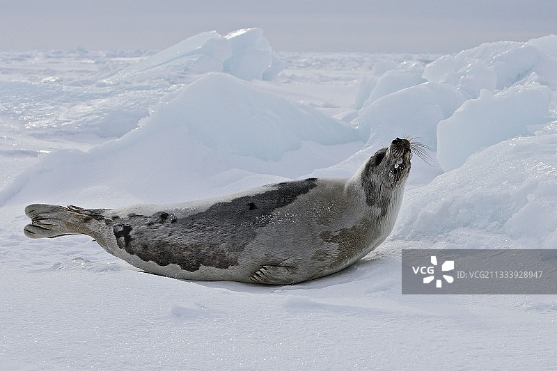加拿大魁北克马德莱娜群岛上的格陵兰母海豹图片素材