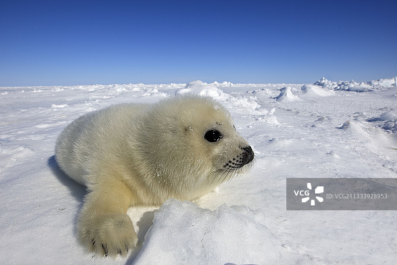 魁北克省马德莱娜群岛冰上的白外套图片素材