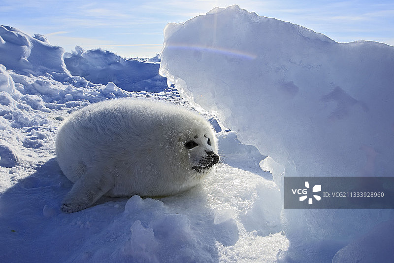魁北克省马德莱娜群岛冰上的白外套图片素材