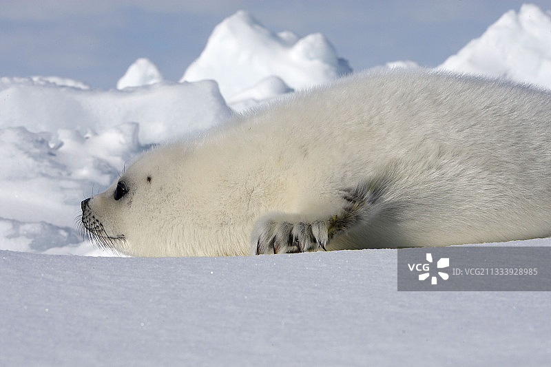 魁北克省马德莱娜群岛冰上的白外套图片素材