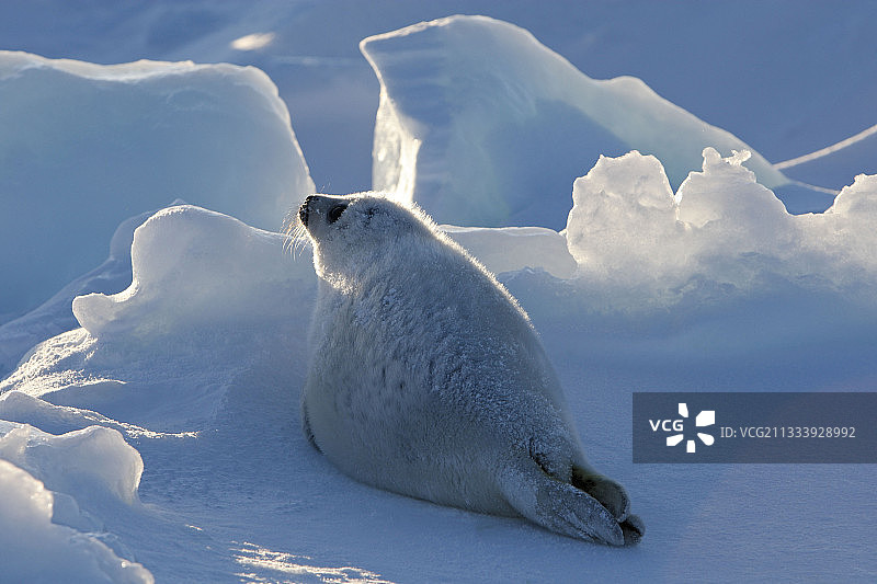 魁北克省马德莱娜群岛冰上的白外套图片素材