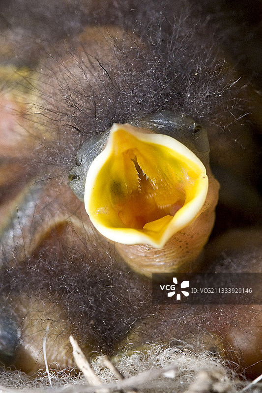 张开鸟喙鸣叫的鸟图片素材