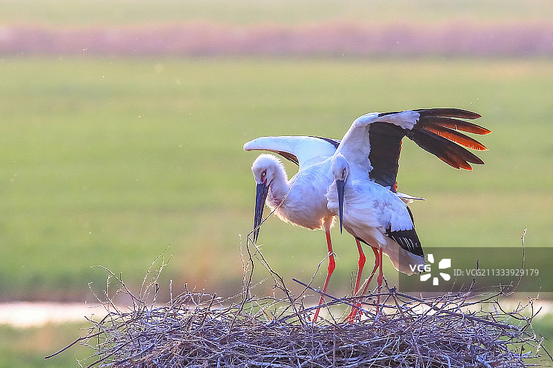 东方白鹳图片素材