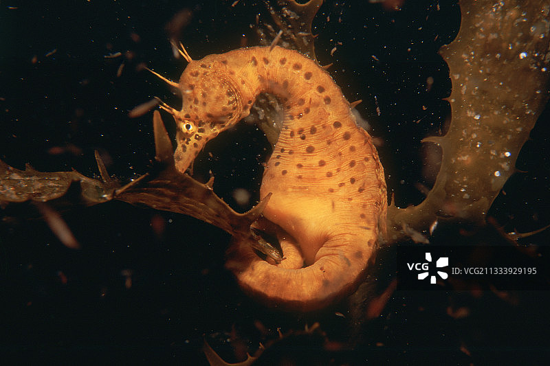 在塔斯马尼亚比切诺码头休息的大腹海马图片素材