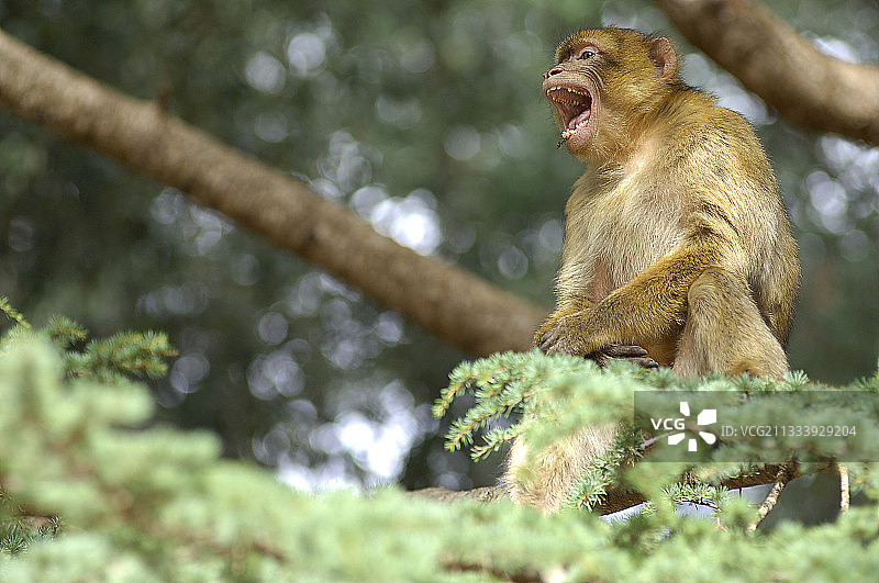 摩洛哥非洲雪松中吼叫的巴巴利猕猴图片素材