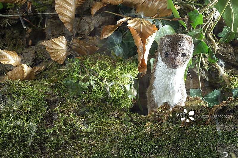 在法国长满苔藓的枯木后感到惊讶的小鼬图片素材