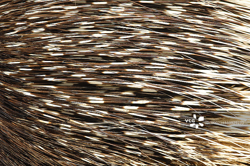 非洲 crested 豪猪的棘刺特写图片素材