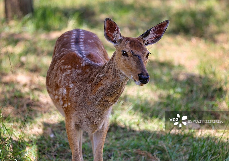 动物鹿图片素材