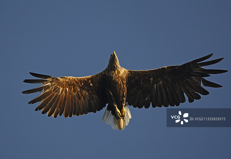 在挪威弗拉坦厄海上空飞行的白尾海雕图片素材