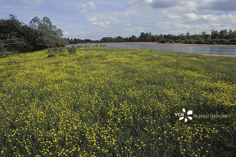 法国卢瓦尔河畔的毛茛花图片素材
