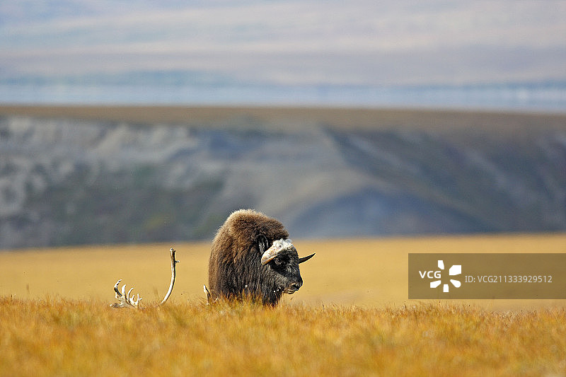 阿拉斯加州苔原麝牛图片素材