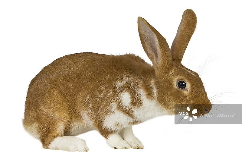 兔子越野赛肖像图片素材