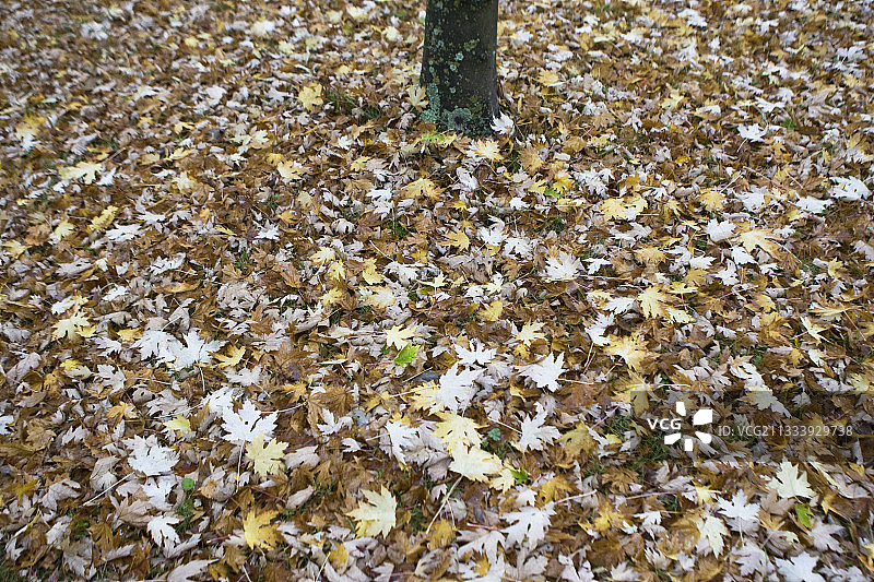 树下的落叶地毯图片素材