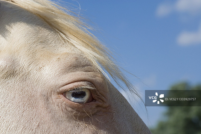 西班牙-阿拉伯香槟金色长袍图片素材