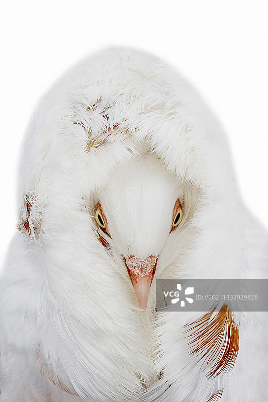 卡普辛鸽子肖像图片素材