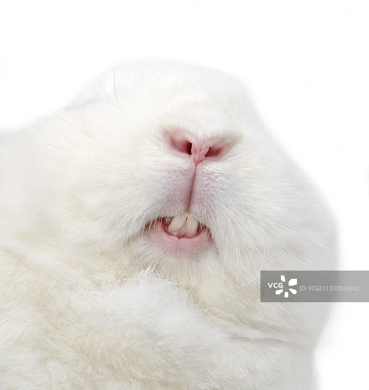 白色维也纳兔特写图片素材