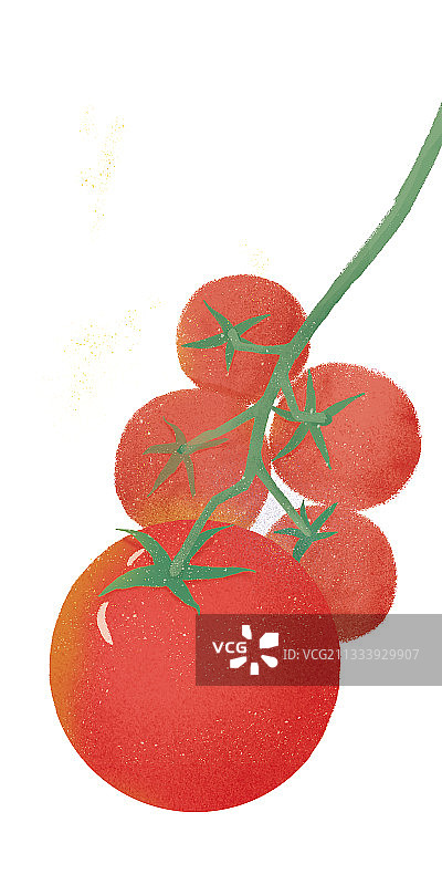 白底新疆西红柿插画图片素材