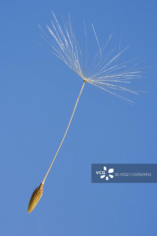 蓝天下飞舞的 Akena 蒲公英图片素材