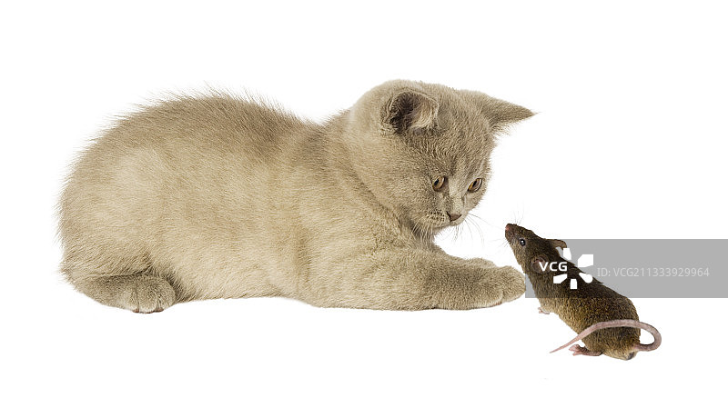 灰色的猫和老鼠正在观看图片素材