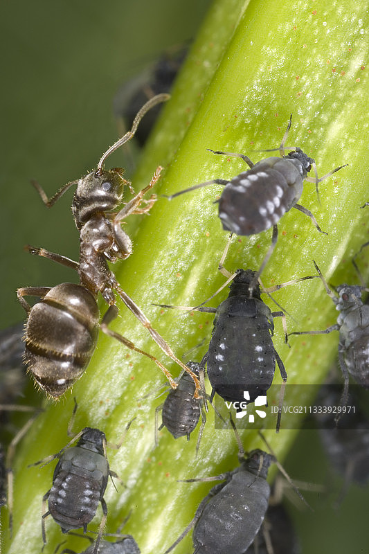 监控蚂蚁养殖场的蚜虫图片素材