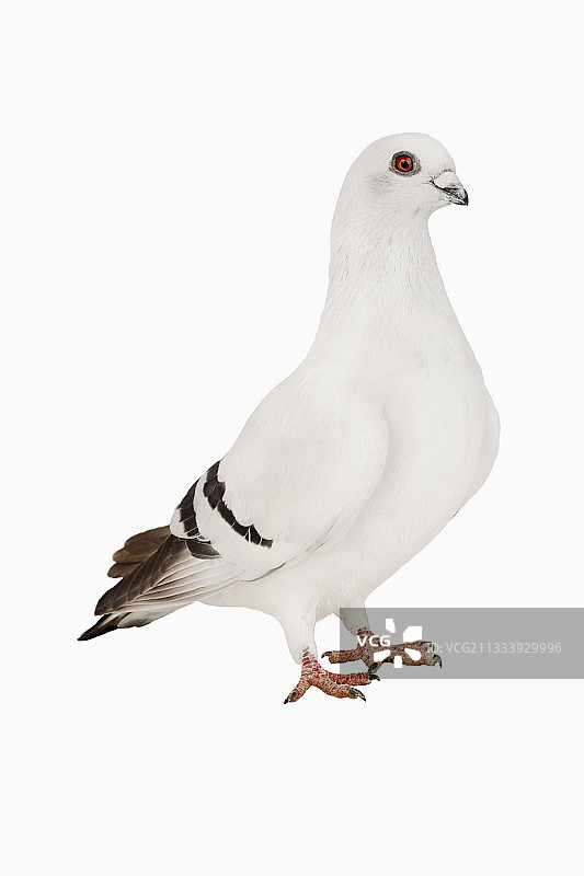 大马士革鸽子图片素材