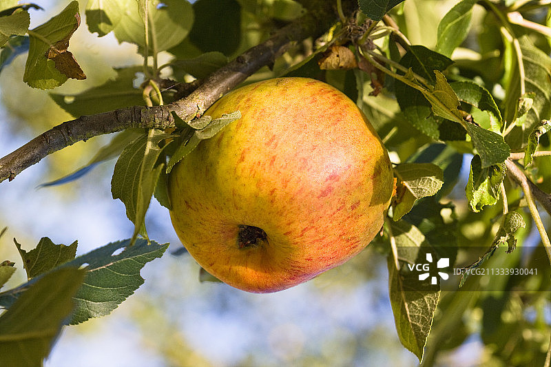 树枝上的苹果图片素材