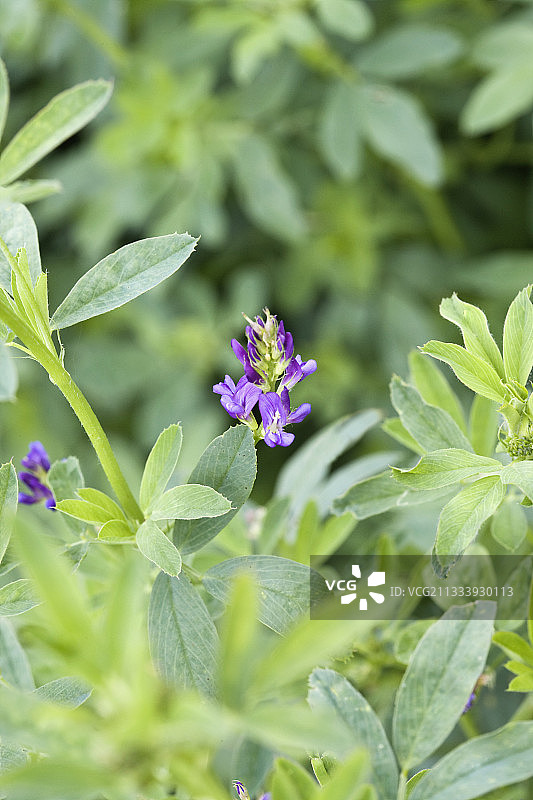 开花的黄色苜蓿图片素材