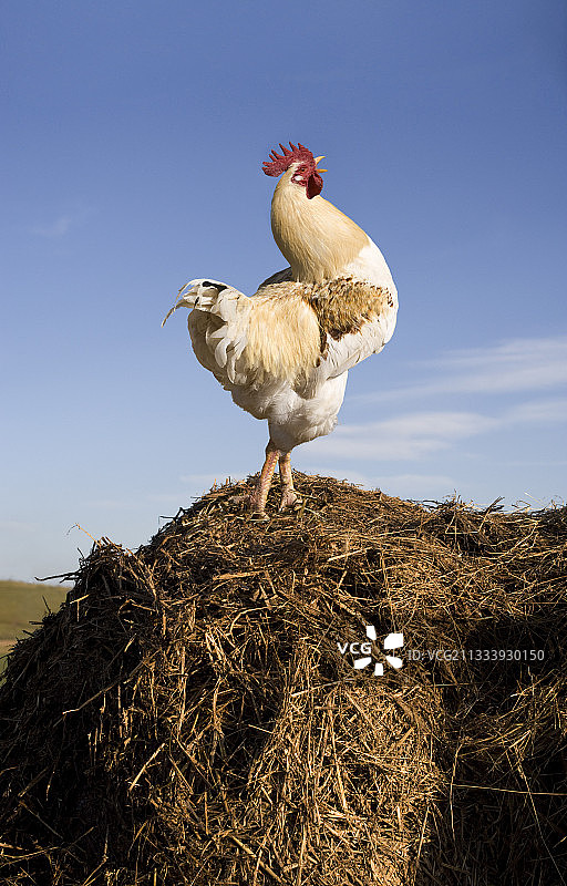 鸡在粪堆上图片素材