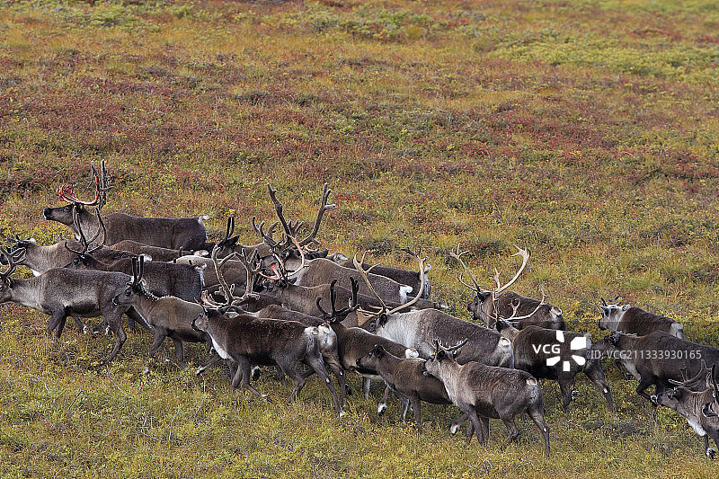 阿拉斯加诺姆苔原的北美驯鹿群图片素材