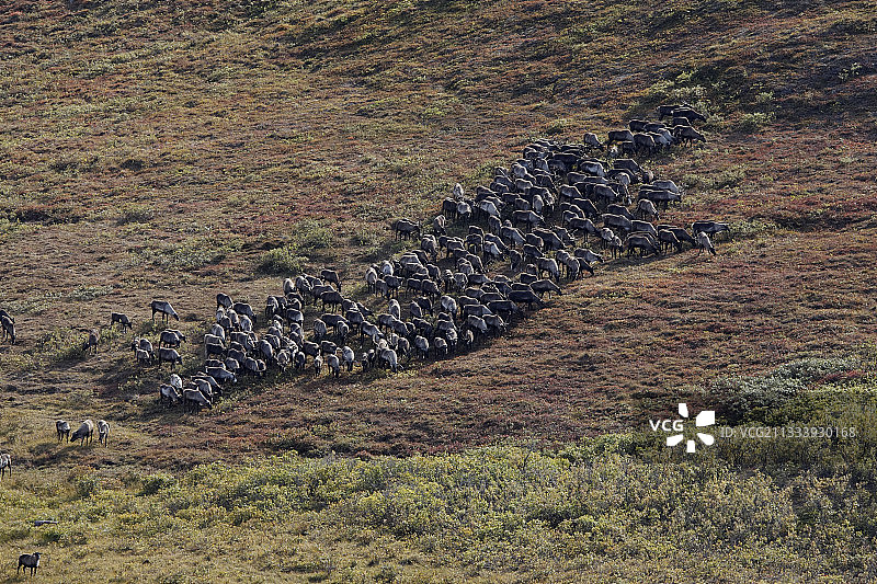 阿拉斯加诺姆苔原的北美驯鹿群图片素材