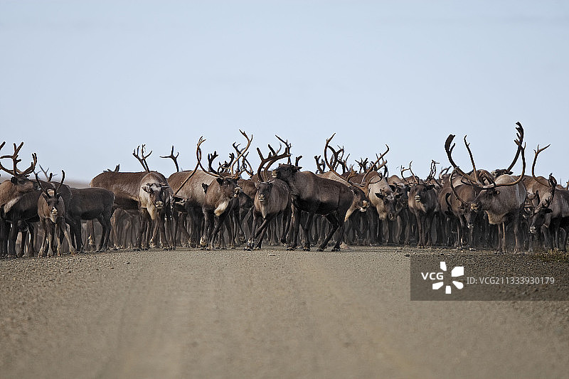 阿拉斯加诺姆苔原的北美驯鹿群图片素材