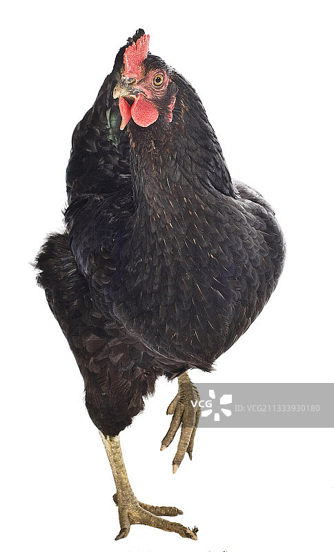 一只黑色母鸡图片素材