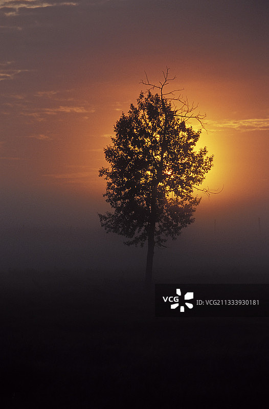 日出时分的树（加拿大麋鹿岛）图片素材