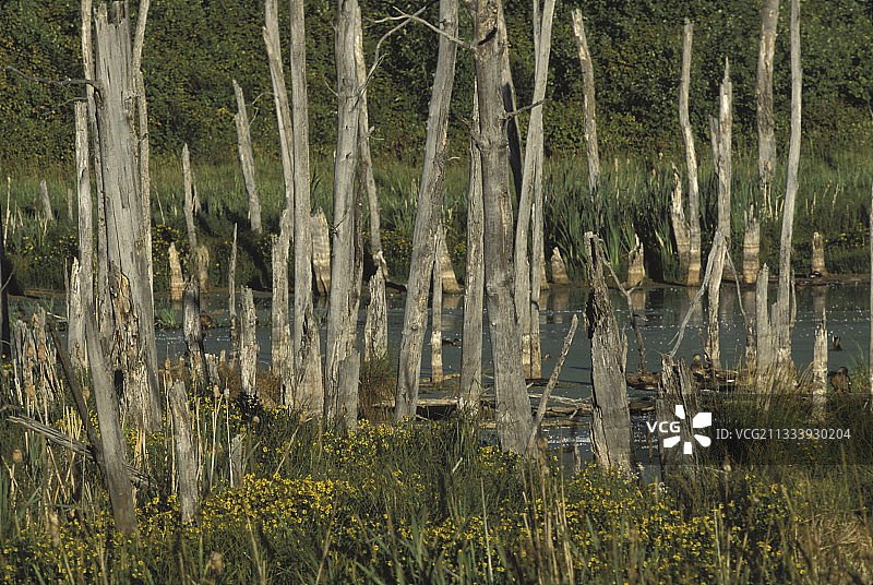 加拿大埃尔克岛国家公园的卡斯特池塘中的枯树干图片素材