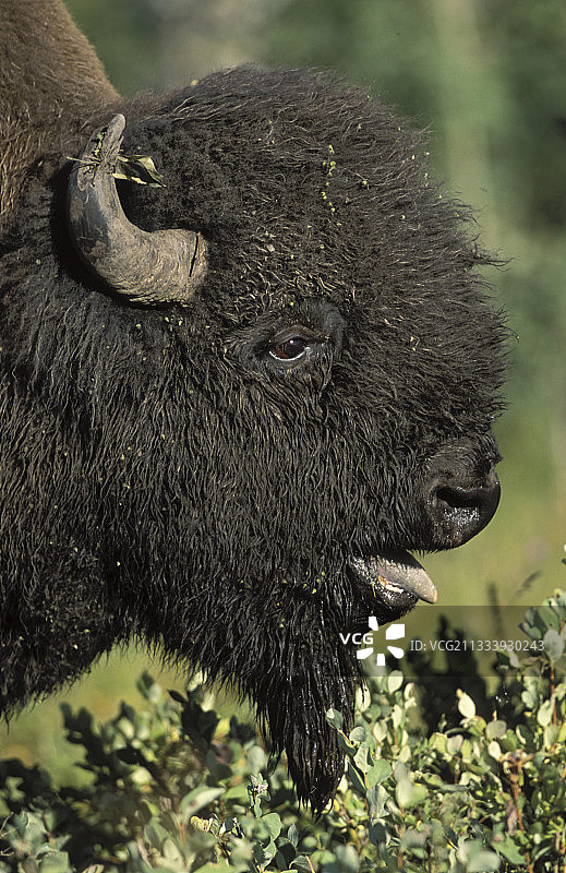 加拿大麋鹿岛国家公园的雄性美洲野牛画像图片素材