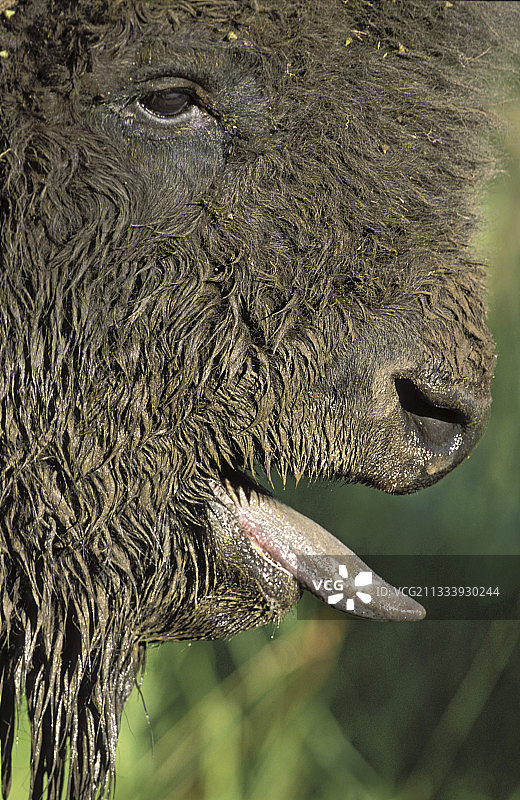 加拿大麋鹿岛国家公园的雄性美洲野牛画像图片素材