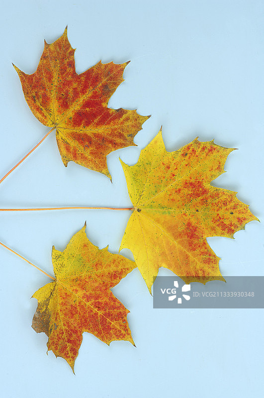 法国秋季衰老的挪威枫叶图片素材
