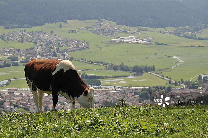 法国杜省瓦尔莫托丘陵中的蒙贝利亚尔奶牛图片素材