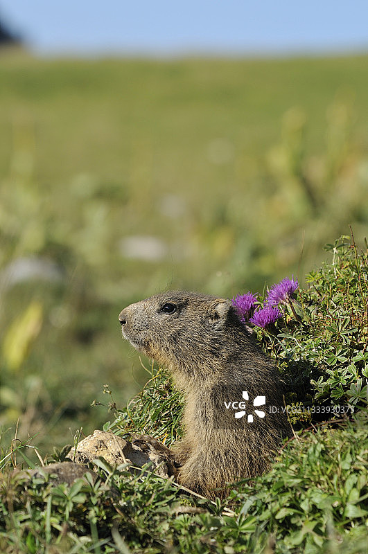 汝拉山脉沙塞拉尔山地块中的旱獭图片素材