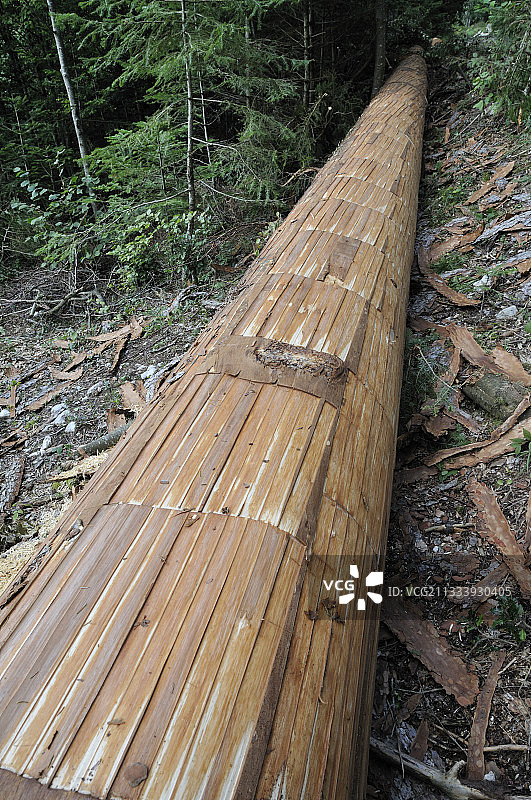 用于制作奶酪盒的冷杉树皮图片素材