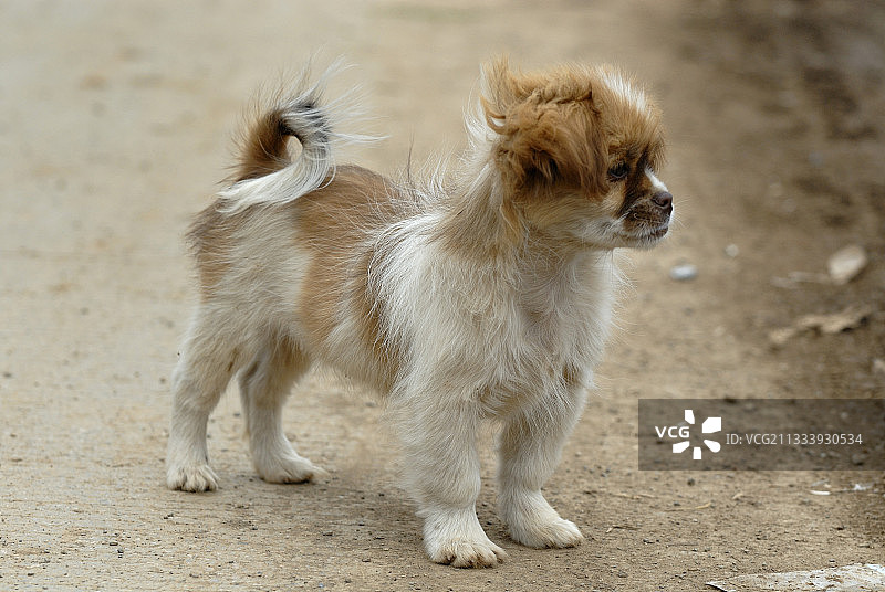 中国云南泸沽湖附近村庄的幼犬图片素材