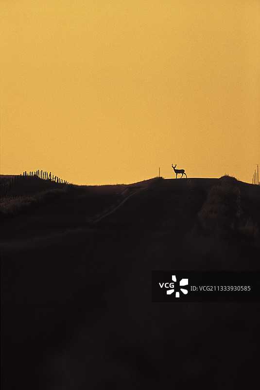 加拿大草原国家公园的白尾鹿图片素材